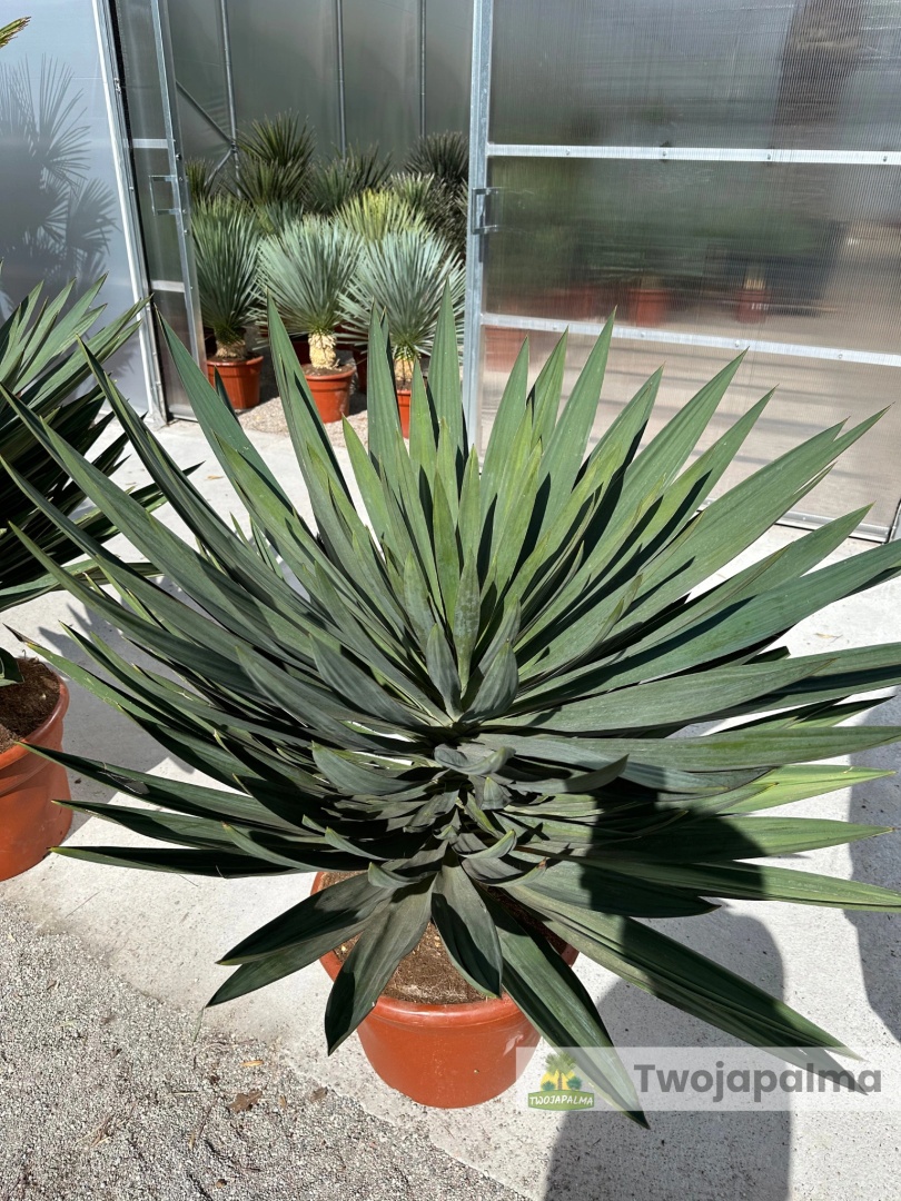 Giglio di palma gigante Yucca Elephantipes altezza circa 65 cm 21 cm pianta Giglio di palma gigante Yucca Elephantipes altezza circa 65 cm 21 cm pianta